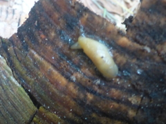 Malacolimax