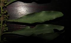 Euclea divinorum