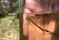 Rasbora borapetensis