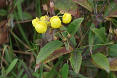Calceolaria nivalis