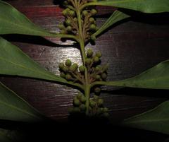 Euclea divinorum