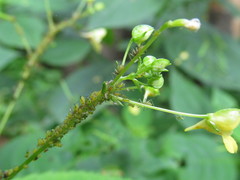 Impatientinum asiaticum