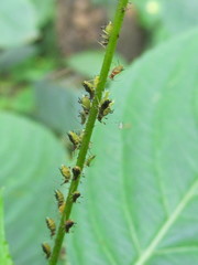 Impatientinum asiaticum