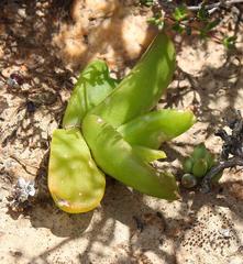 Glottiphyllum