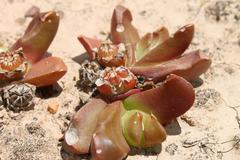Glottiphyllum