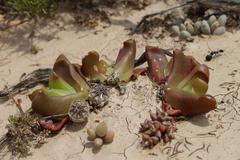 Glottiphyllum