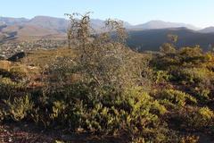 Gloveria integrifolia