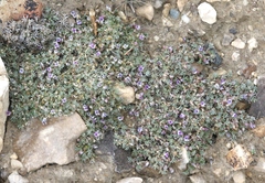 Astragalus kentrophyta tegetarius