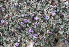 Astragalus kentrophyta tegetarius