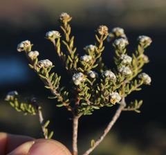 Phylica rogersii