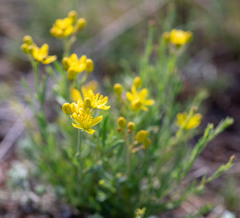 Haplophyllum dauricum