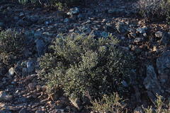 Phylica rogersii