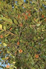 Combretum hereroense hereroense