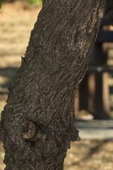 Combretum hereroense hereroense