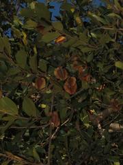 Combretum hereroense hereroense