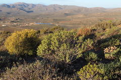 Pteronia fasciculata