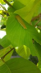 Graphium eurypylus lycaon