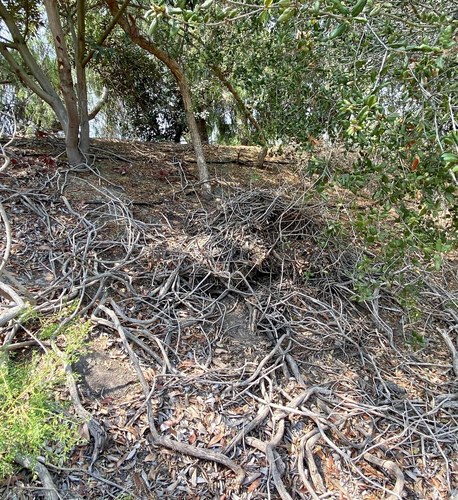 iNaturalist observation photo of Woodrats