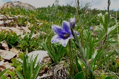 Campanula dasyantha
