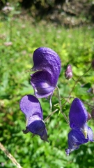 Aconitum degenii