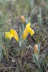 Cymbaria daurica