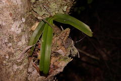 Cyrtorchis arcuata arcuata