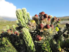 Phylica strigosa australis