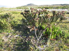 Phylica strigosa australis