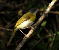 Apalis flavida neglecta