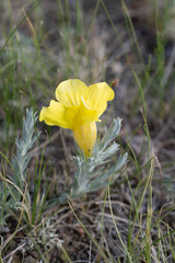 Cymbaria daurica
