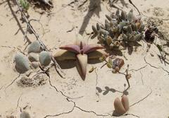 Trichodiadema marlothii