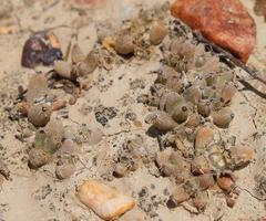 Trichodiadema marlothii