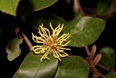 Trichocladus crinitus