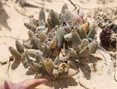 Trichodiadema marlothii