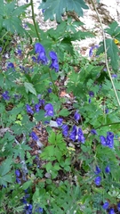 Aconitum degenii