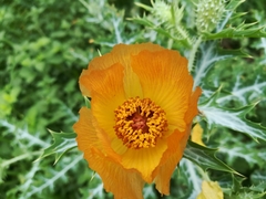 Argemone aenea