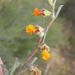 Hermannia diversistipula diversistipula - Photo (c) Nicola van Berkel, some rights reserved (CC BY-SA), uploaded by Nicola van Berkel