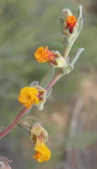 Hermannia diversistipula diversistipula