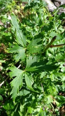 Aconitum degenii