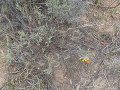 Hermannia diversistipula diversistipula