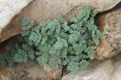 Cymopterus cinerarius