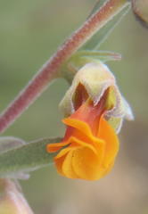 Hermannia diversistipula diversistipula