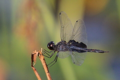 Tramea lacerata