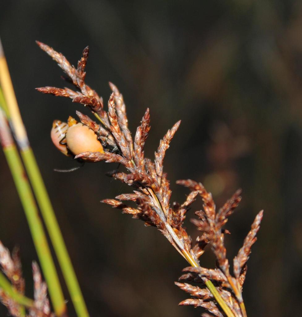 Common Capereed