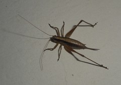 Yersinella raymondii