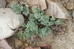 Cymopterus cinerarius