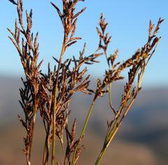 Restio sieberi