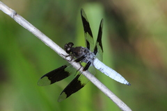 Plathemis lydia