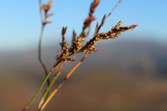 Restio sieberi