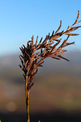 Restio sieberi